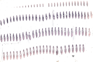 Schwarze und weiße Linienzeichnung symmetrisch angeordneter Kreise auf einem weißen Hintergrund, die die Stadien der menschlichen Genom-Evolution darstellen.