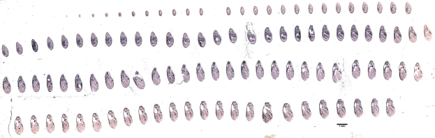 Schwarze und weiße Linienzeichnung symmetrisch angeordneter Kreise auf einem weißen Hintergrund, die die Stadien der menschlichen Genom-Evolution darstellen.