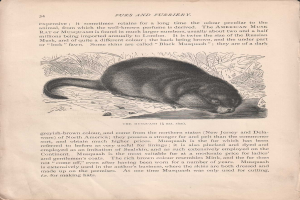 Offenes Buch mit dem Titel 'Felle und Felltiere' mit einer detaillierten, realistischen Zeichnung eines amerikanischen Wasserfrettchens mit sichtbarem Fell und Merkmalen, begleitet von beschreibendem Text.