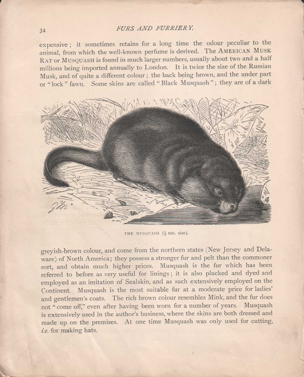 Offenes Buch mit dem Titel 'Felle und Felltiere' mit einer detaillierten, realistischen Zeichnung eines amerikanischen Wasserfrettchens mit sichtbarem Fell und Merkmalen, begleitet von beschreibendem Text.