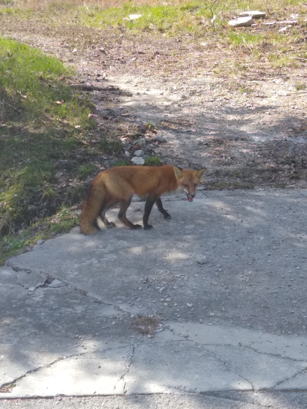 Ein roter Fuchs mit rotbraunem Fell und weißen Markierungen steht wachsam am Straßenrand, umgeben von Gras und Steinen.