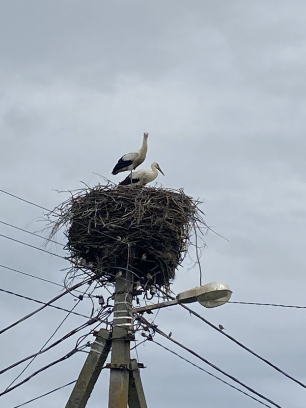 Zwei Weißstörche auf einem Nest auf einer Stromleitung sitzend, mit einer Straßenlaterne, die sie beleuchtet, und Drähten, die an der Leitung entlanglaufen.