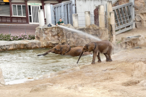 Zwei Elefanten spielen im Wasser in einem Zoo, während eine Person sie mit einem Wasserstrahl bespritzt, mit Felsen, Pflanzen, einem Zaun, einem Gebäude, einem Schild und Deckenleuchten im Hintergrund.