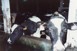 Eine Gruppe schwarzer und weißer Kühe mit Ohrmarken, die zusammen in einem Stall stehen, mit Pfählen und einer Lampe im Hintergrund.