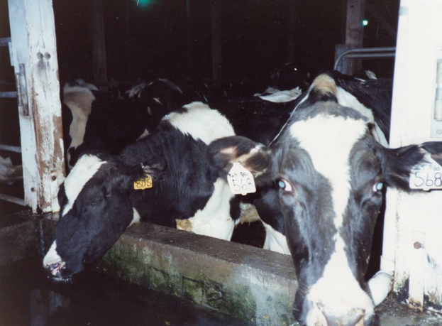 Eine Gruppe schwarzer und weißer Kühe mit Ohrmarken, die zusammen in einem Stall stehen, mit Pfählen und einer Lampe im Hintergrund.