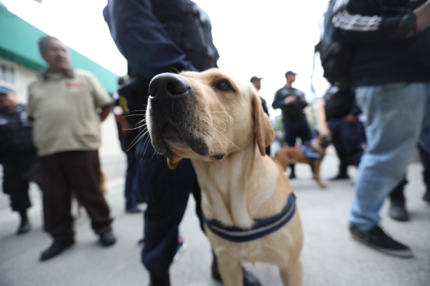 Polizeihund vor einer Menschenmenge mit einem Gebäude und einem klaren blauen Himmel im Hintergrund.