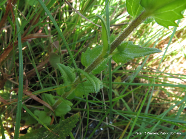 Ein Nahaufnahme eines amerikanischen Germanders mit leuchtend grünen Blättern umgeben von saftigem Grün.