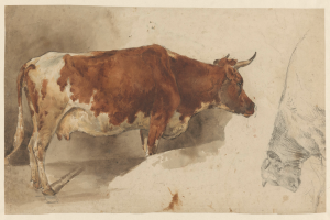 Eine braune und weiße Kuh steht aufrecht mit erhobenem Kopf und gespitzten Ohren neben einer anderen Kuh auf einem Papier mit Text, beide Kühe schauen weg vom Betrachter.