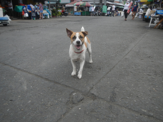 Ein Hund geht eine Straße entlang vor einem Markt, umgeben von Menschen mit Taschen, Fahrzeugen, Ständen, Schirmen und anderen Gegenständen im Hintergrund unter einem klaren blauen Himmel.