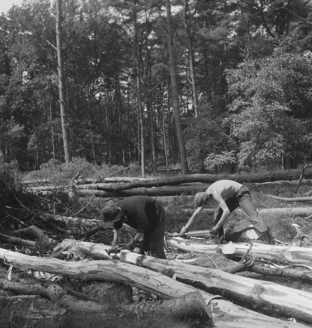 Zwei Männer in einem bewaldeten Gebiet bei der Arbeit an einem umgestürzten Baumstamm, umgeben von Bäumen und einem klaren Himmel, in Schwarz-Weiß.