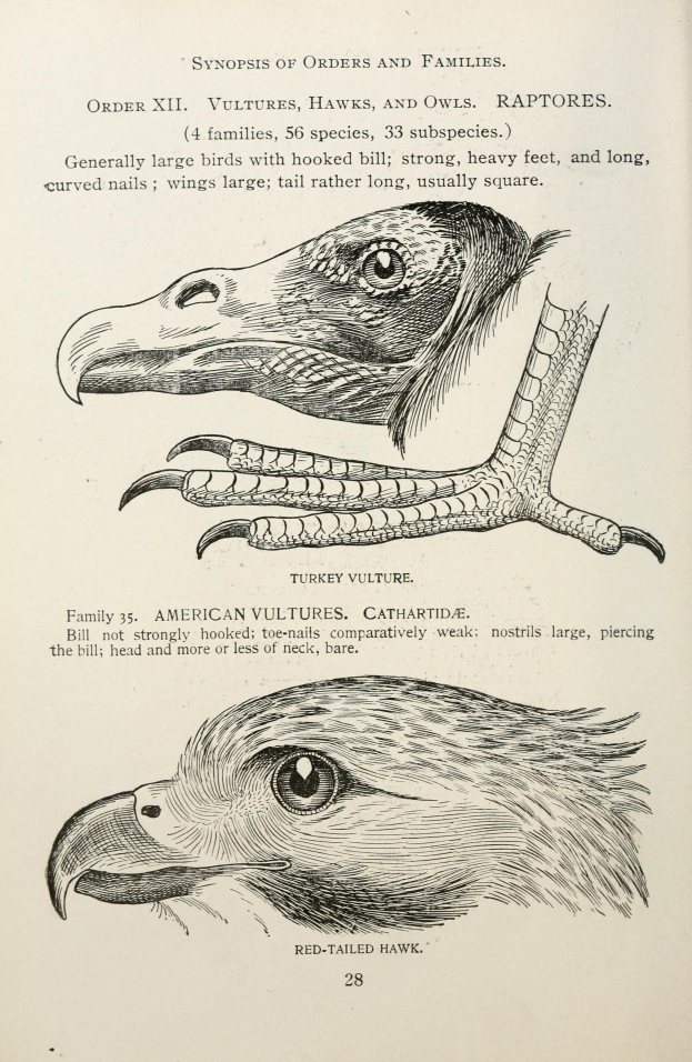 Ein Buchumschlag mit einem Adler mit gespreizten Flügeln und offenem Schnabel und einem Raubvogel mit ausgestreckten Klauen, mit der Aufschrift 'Adler'.